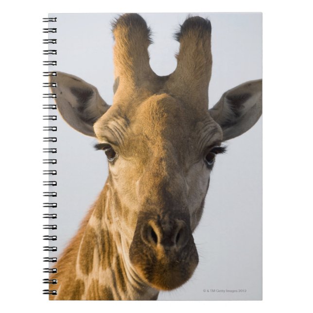 Giraffe (Giraffa camelopardalis) portrait Spiral Notebook (Front)