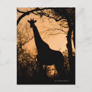 Giraffe (Giraffa camelopardalis) silhouette Postcard