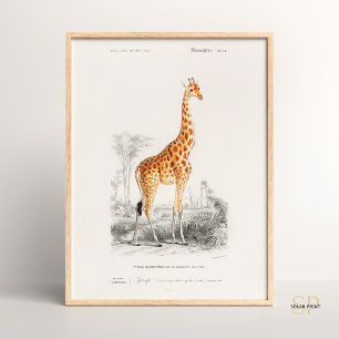 Giraffe Giraffa Charles Dessalines D Orbigny Print