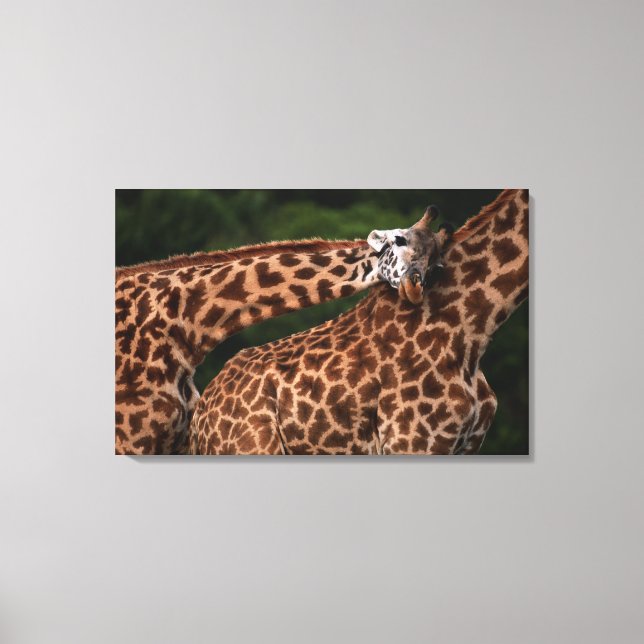 Giraffe (Giraffe camelopardalis tippleskirchi) Canvas Print (Front)