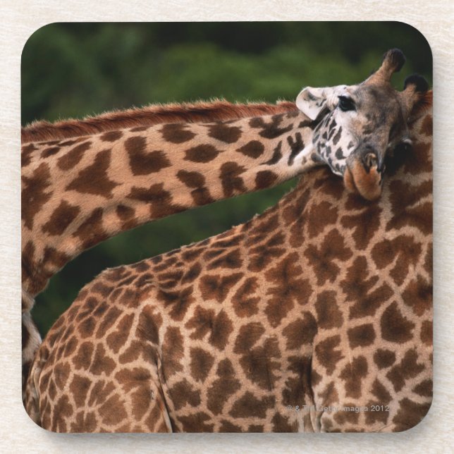 Giraffe (Giraffe camelopardalis tippleskirchi) Coaster (Front)