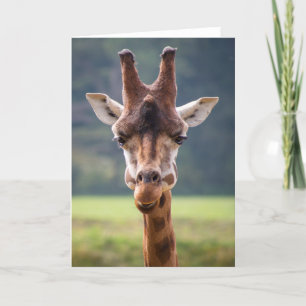 Giraffe Greetings Card