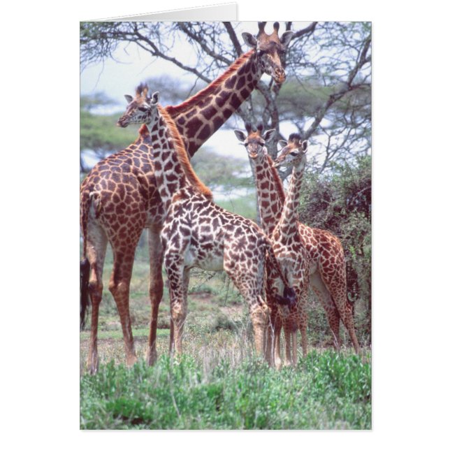 Giraffe Group or Herd w/ Young, Giraffa (Front)
