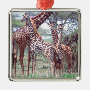 Giraffe Group or Herd w/ Young, Giraffa Metal Tree Decoration