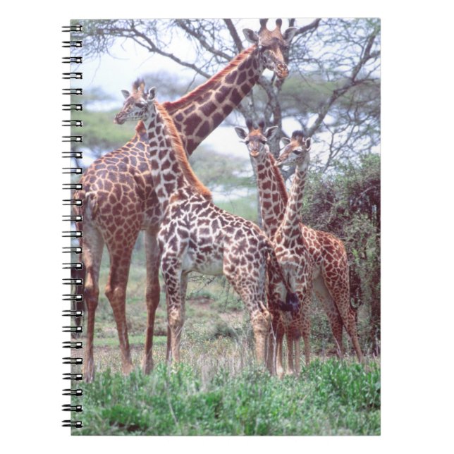 Giraffe Group or Herd w/ Young, Giraffa Notebook (Front)