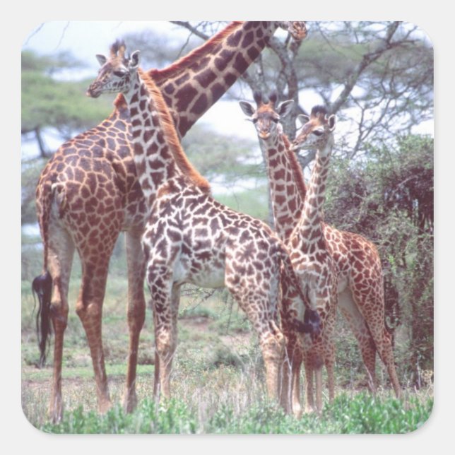 Giraffe Group or Herd w/ Young, Giraffa Square Sticker (Front)