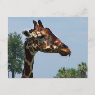 Giraffe head against blue sky photograph picture postcard