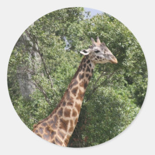giraffe head classic round sticker