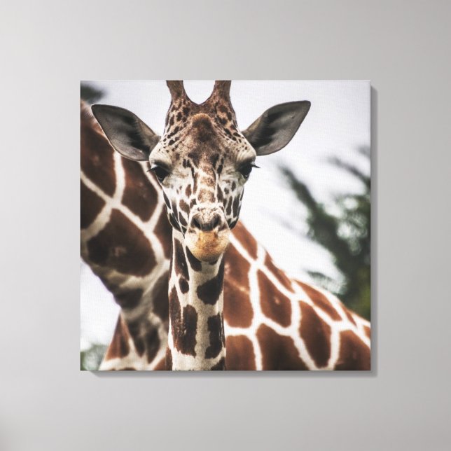 Giraffe head Giraffe fur print African Animal (Front)