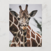 Giraffe head Giraffe fur print African Animal