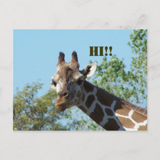 Giraffe, Hi!! Postcard