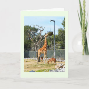 Giraffe Holiday Card