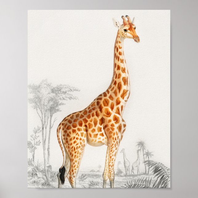 Giraffe Illustration Vintage Art Print (Front)