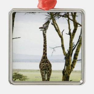 Giraffe in Kenya, Africa Metal Tree Decoration