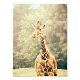 Giraffe In The Rain Photo Print