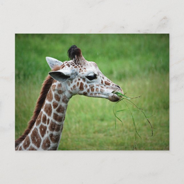 Giraffe in the Rain Postcard (Front)