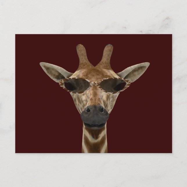 Giraffe Incognito Postcard (Front)