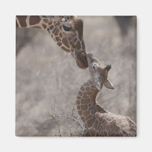 Giraffe, Kenya, Africa Magnet