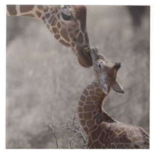 Giraffe, Kenya, Africa Tile