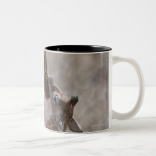 Giraffe, Kenya, Africa Two-Tone Coffee Mug