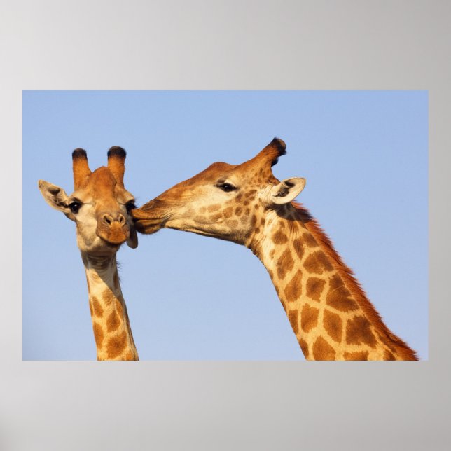 Giraffe Kiss Poster (Front)