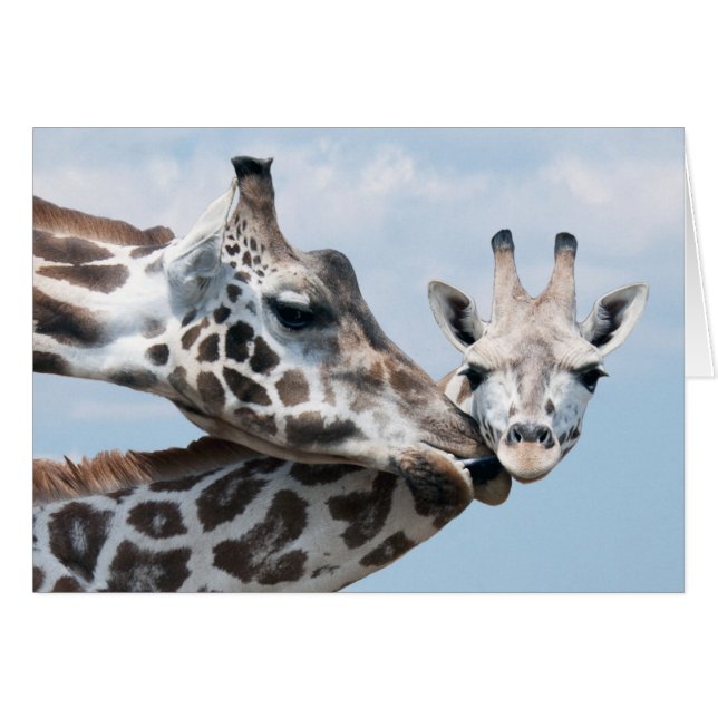Giraffe Kisses Her Calf (Front Horizontal)