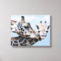 Giraffe Kisses Her Calf