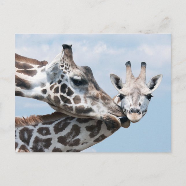 Giraffe Kisses Her Calf Postcard (Front)