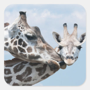 Giraffe Kisses Her Calf Square Sticker