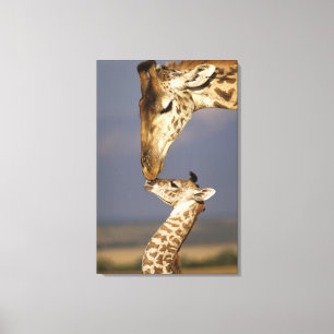 Giraffe Kissing Baby Giraffe Canvas Print