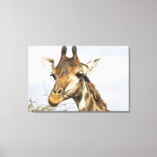 Giraffe, Kruger National Park, South Africa Canvas Print