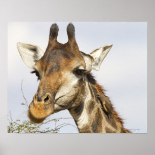 Giraffe, Kruger National Park, South Africa Poster