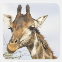 Giraffe, Kruger National Park, South Africa