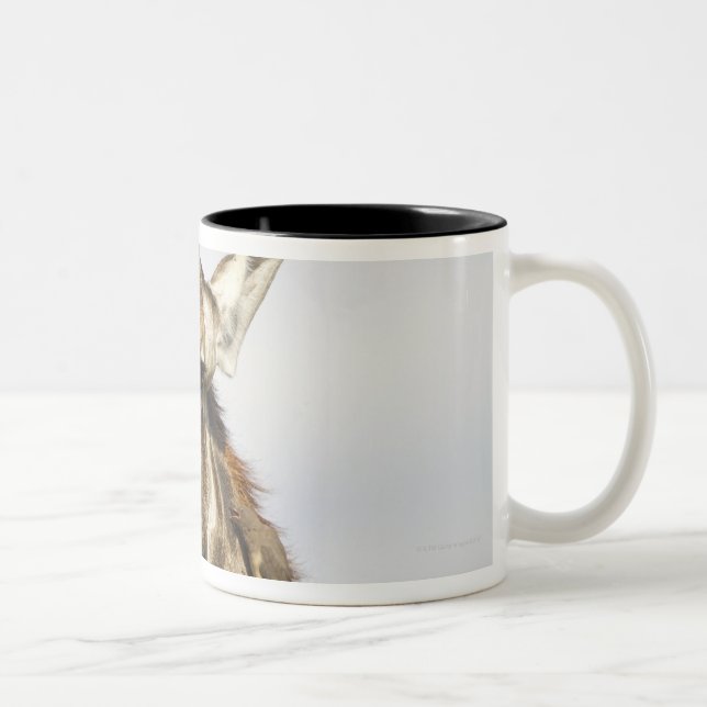 Giraffe, Kruger National Park, South Africa Two-Tone Coffee Mug (Right)
