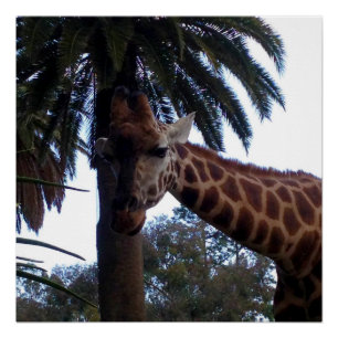 Giraffe Lookout, Poster