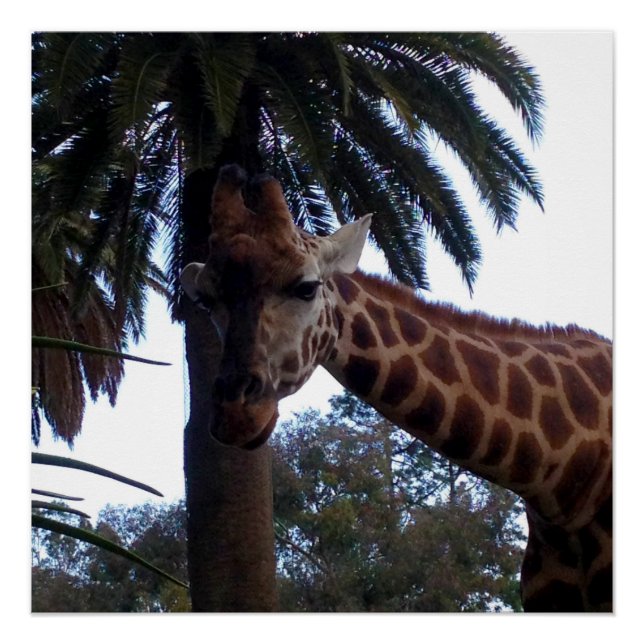 Giraffe Lookout, Poster (Front)
