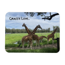 Giraffe Love...