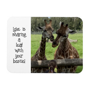 Giraffe Love... Magnet