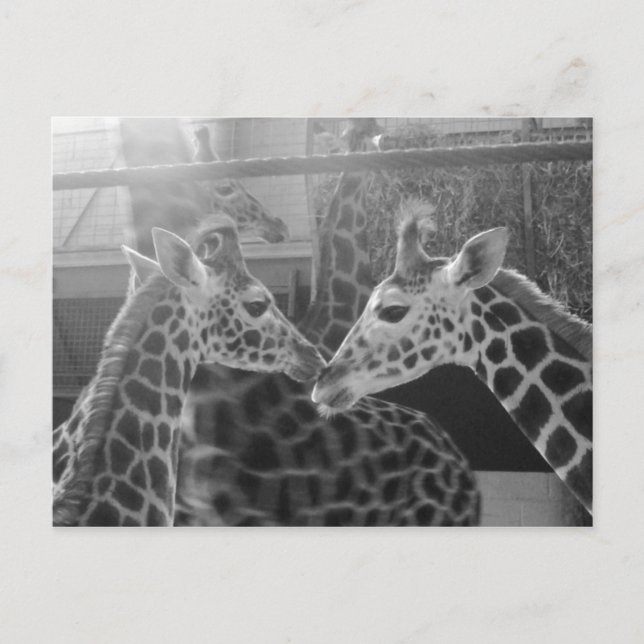 Giraffe Love Postcard (Front)