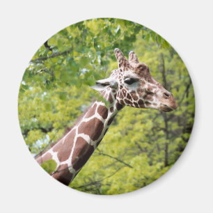Giraffe Magnet