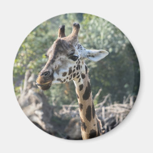 Giraffe Magnet