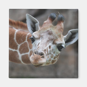 Giraffe  Magnet