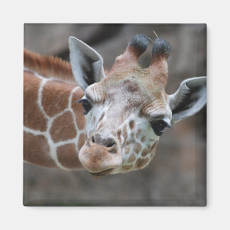 Giraffe Magnet