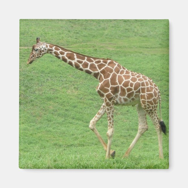 giraffe magnet (Front)