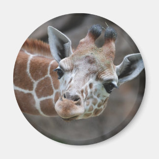 Giraffe  Magnet