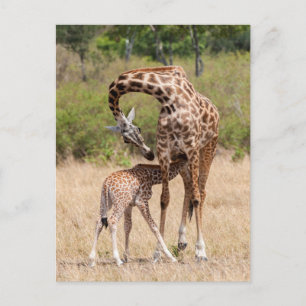 Giraffe Mother and Baby in Kenya Postcard