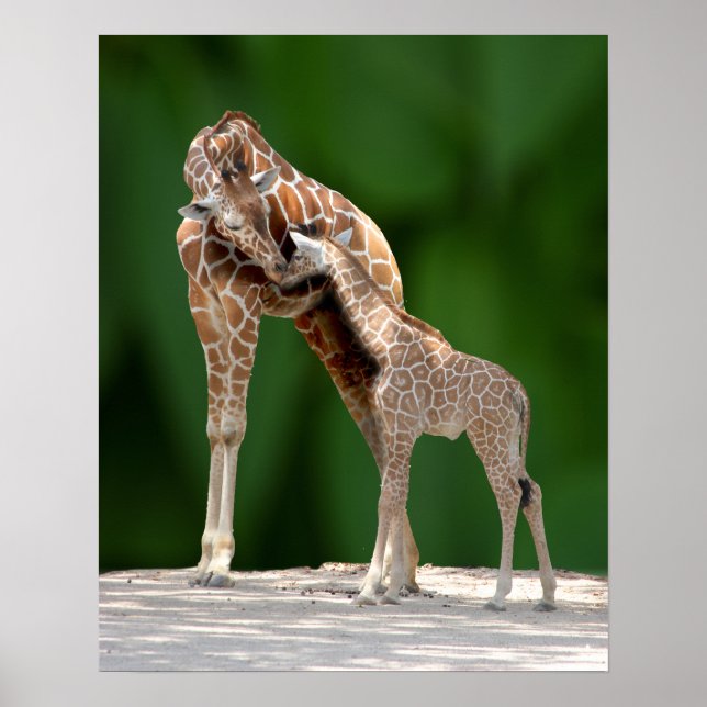 Giraffe Mum and Baby Poster (Front)