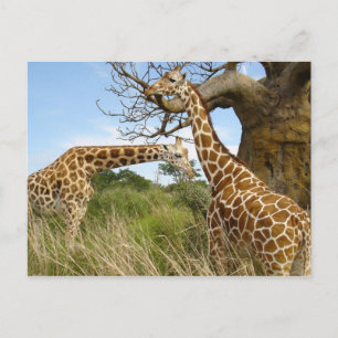 Giraffe pair postcard