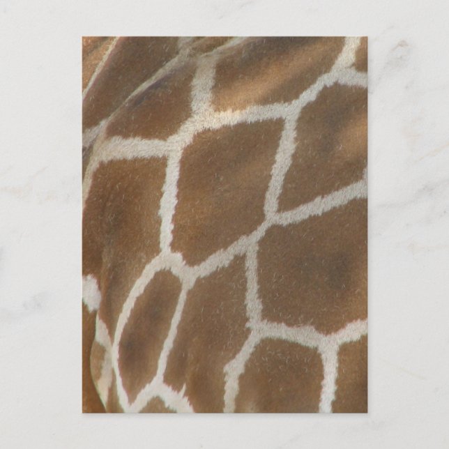 Giraffe Patterned Postcard (Front)