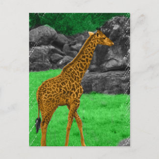 Giraffe photo colourized orange and green postcard